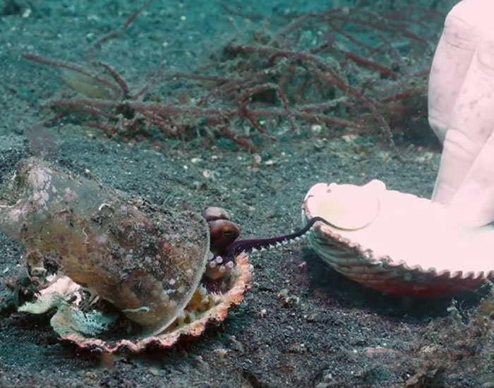 Diver Convinces Baby Octopus To Give Up His Plastic Cup In Exchange For A Shell