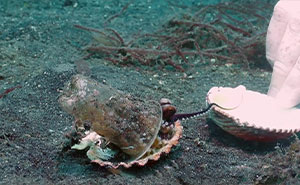 Diver Convinces Baby Octopus To Give Up His Plastic Cup In Exchange For A Shell