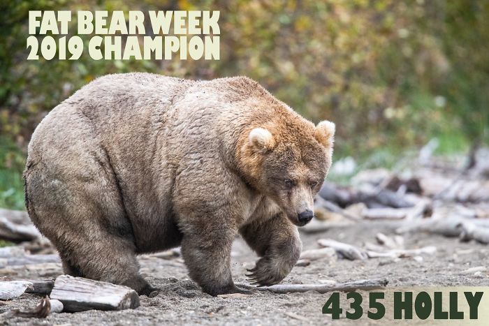 This National Park In America Has A Fattest Bear Competition And Here Are Its Top 8 Chonky Fluffs 31