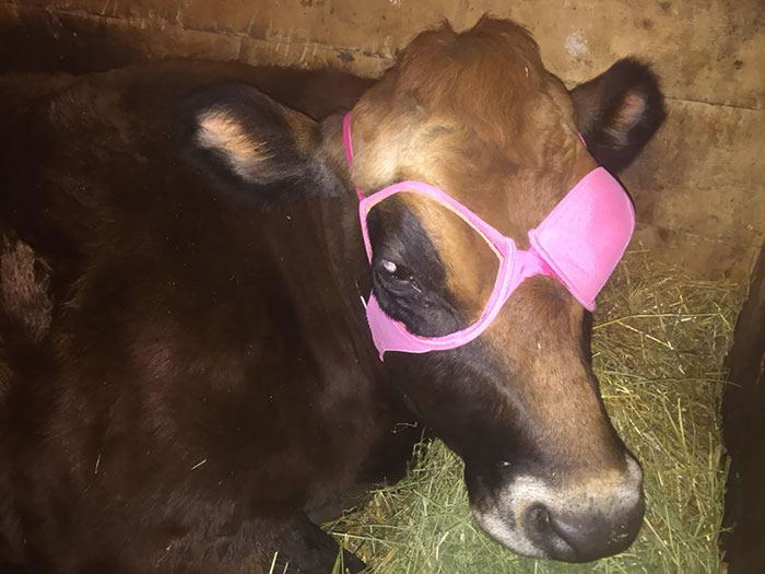 Our Dairy Cow Penny Injured Her Eye. The Vet Stitched Her Up But We Needed To Protect The Eye. This Happened
