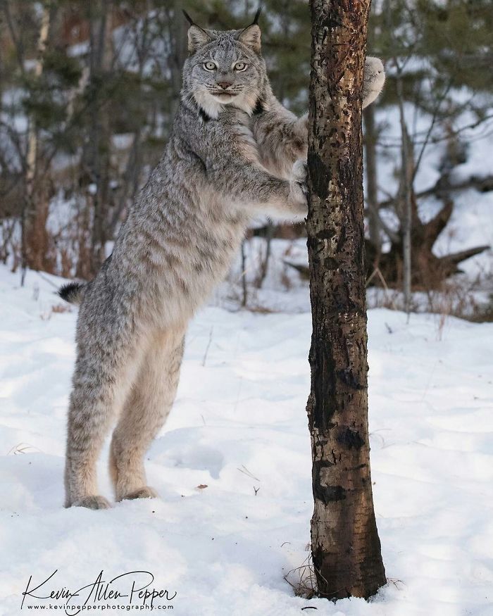 Meet The Canada Lynx Cat With Paws As Big As A Human Hand