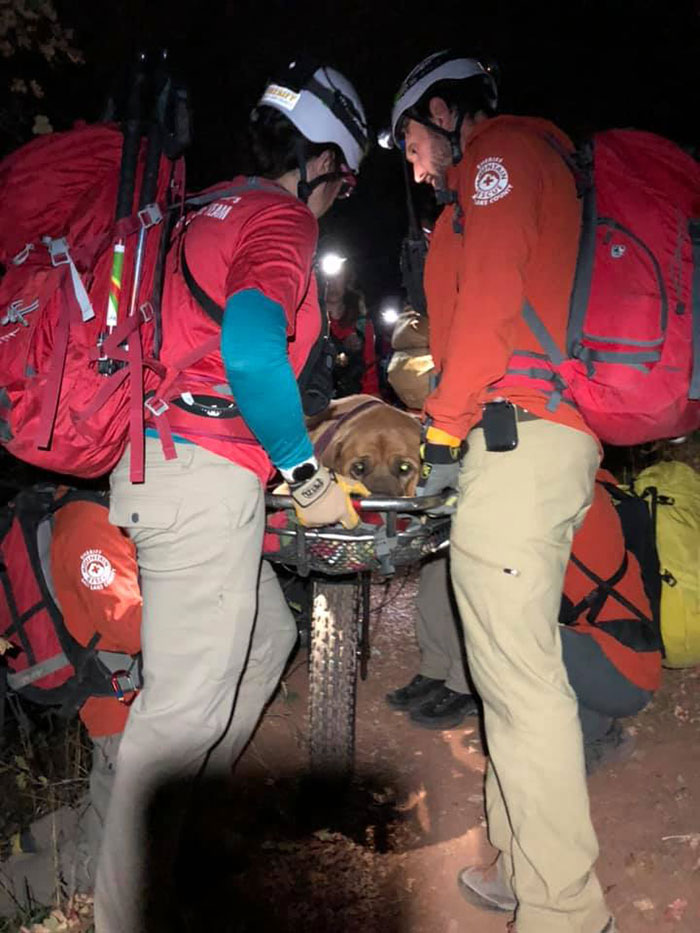 Floyd The Majestic 190-Pound Mastiff Ran Out Of Steam And Had To Be Rescued From A Mountain