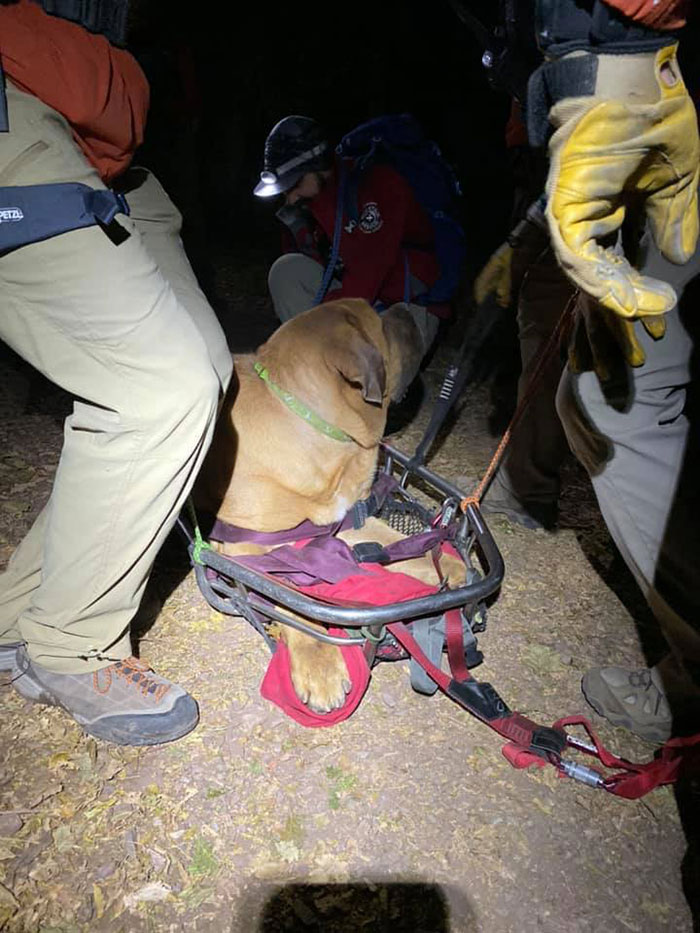 Floyd The Majestic 190-Pound Mastiff Ran Out Of Steam And Had To Be Rescued From A Mountain