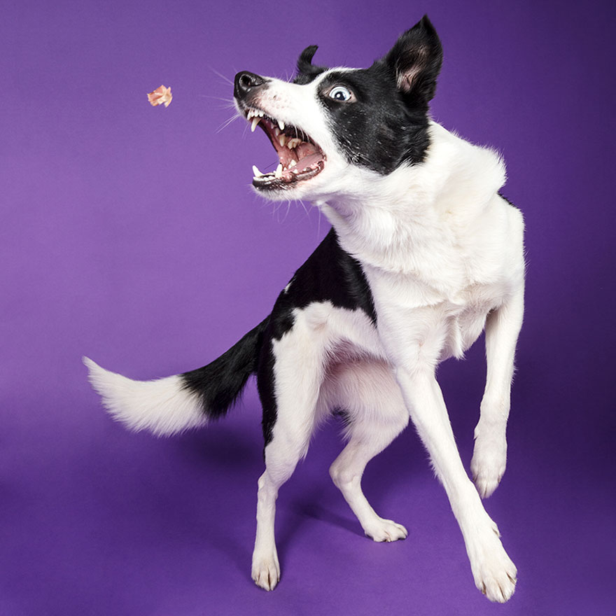 funny dogs with food treats photos rhiannon buckle 1 - Fotógrafo de animais de estimação