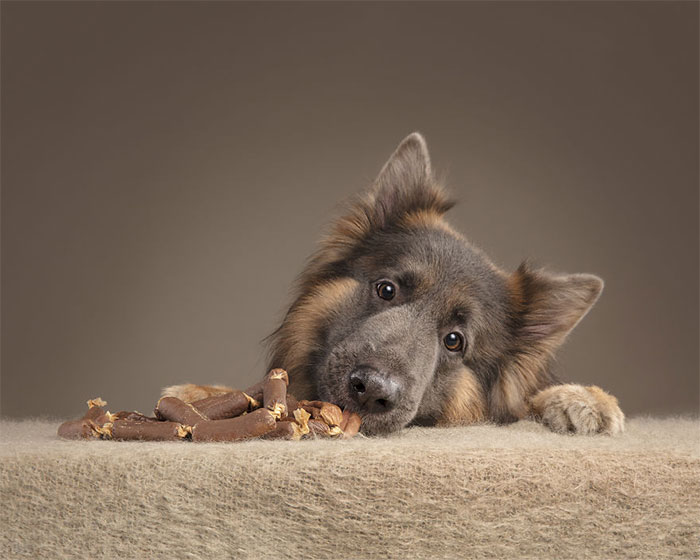 I Wanted To See How Dogs React After I Give Them Treats And Made This Photo Series (10 Pics)