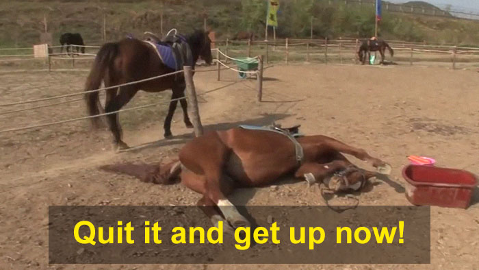 Dramatic Horse Pretends To Be Dead Whenever People Try To Ride Him