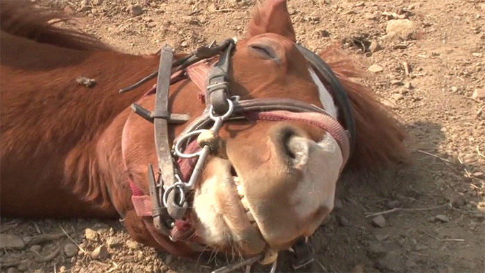 Este caballo teatrero simula morirse cada vez que alguien intenta montar en él