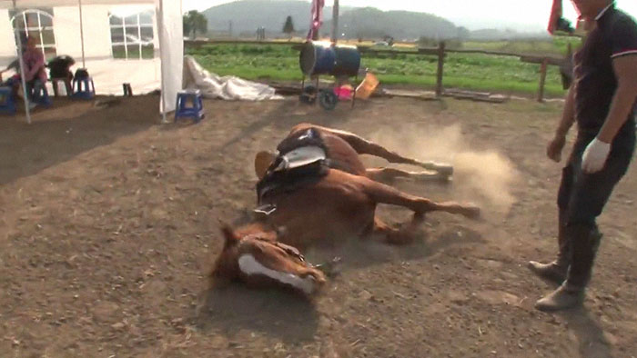 Este caballo teatrero simula morirse cada vez que alguien intenta montar en él