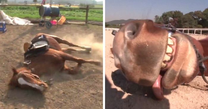Dramatic Horse Pretends To Be Dead Whenever People Try To Ride Him | Bored  Panda