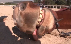 Dramatic Horse Pretends To Be Dead Whenever People Try To Ride Him