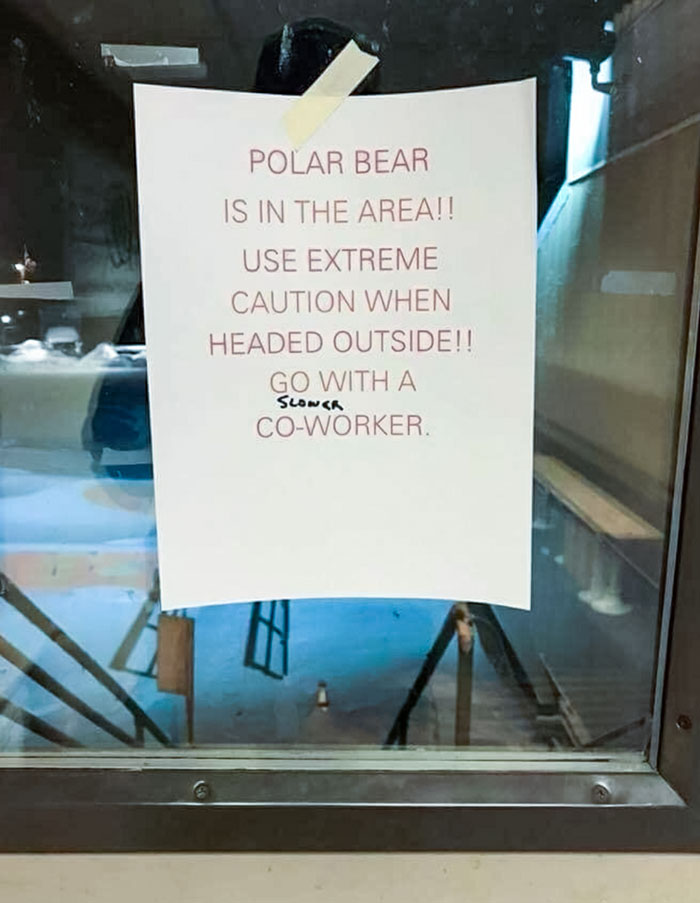 Hay un oso polar en la zona. Tenga extrema precaución al salir. Vaya con un compañero "más lento"