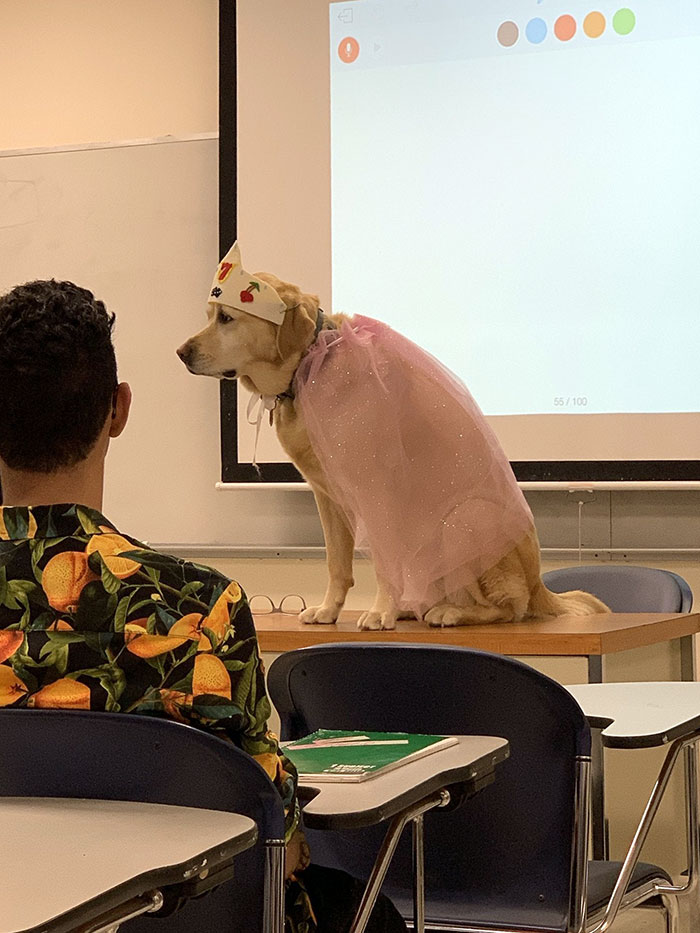Professor's Dog