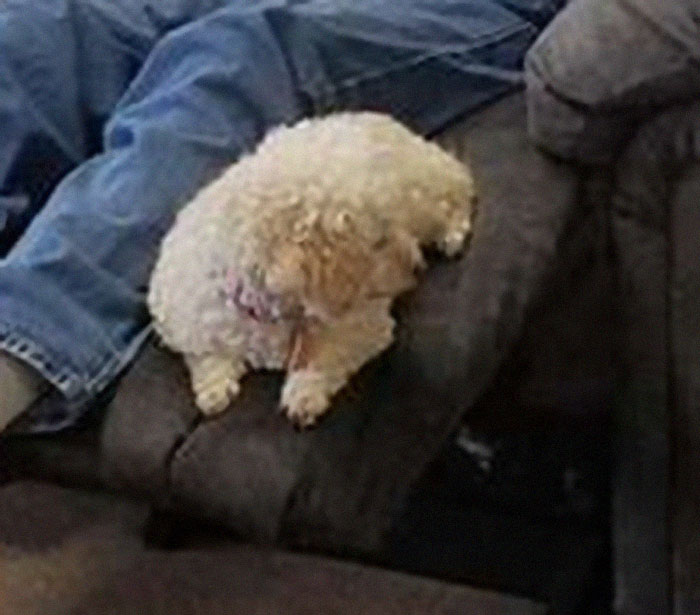 Grandpa Brings His Little Dog To Test Out Armchairs Because She Always Sits By His Side