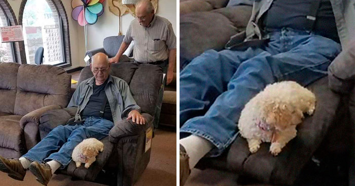 Grandpa Brings His Little Dog To Test Out Armchairs Because She Always Sits By His Side