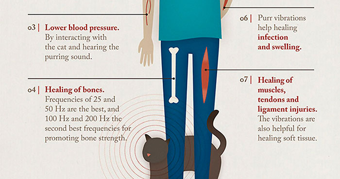 Fascinating Infographic Shows The Ways That A Cat’s Purr Are Good For You