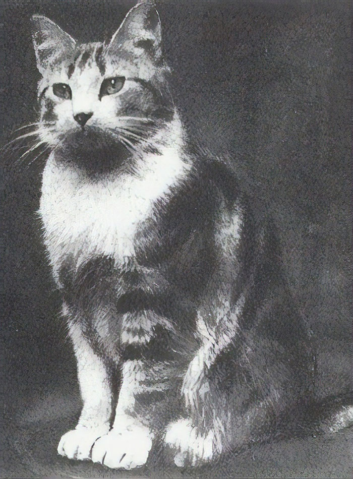 Faith, The Church Cat Of St. Augustine’s Church In London Who Protected Her Offspring From An Air Raid