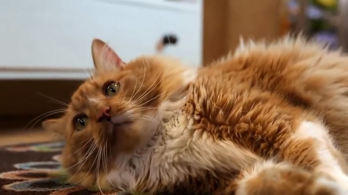 Pudding, The Orange Maine Coon Mix Who Saved Her Owner From A Diabetic Seizure By Running To Get Help