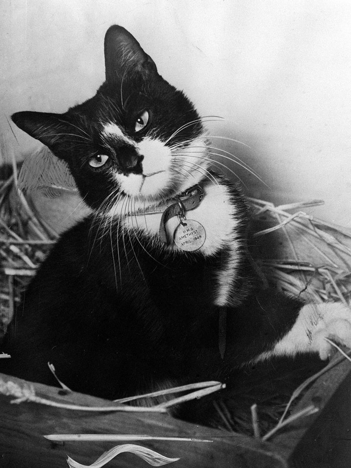 Simon, The Cat Who Served As An Exterminator And Motivator On HMS Amethyst