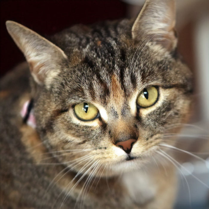 Missy, A Cat Who Sensed Cancerous Cells In Her Owner's Body