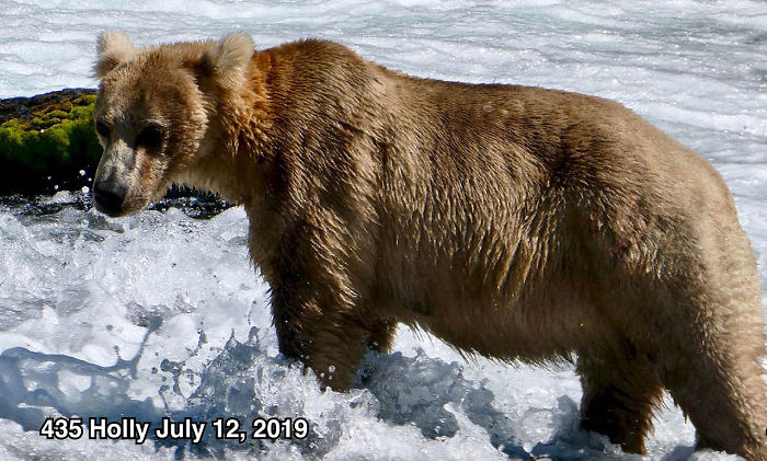 This National Park In America Has A Fattest Bear Competition And Here Are Its Top 8 Chonky Fluffs 113