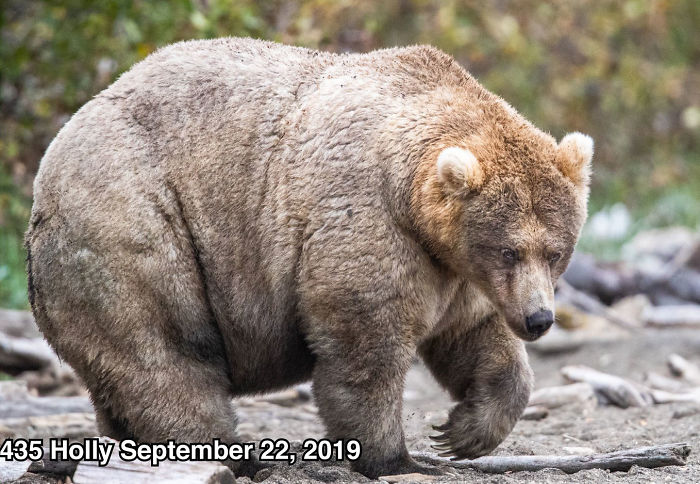 This National Park In America Has A Fattest Bear Competition And Here Are Its Top 8 Chonky Fluffs 20