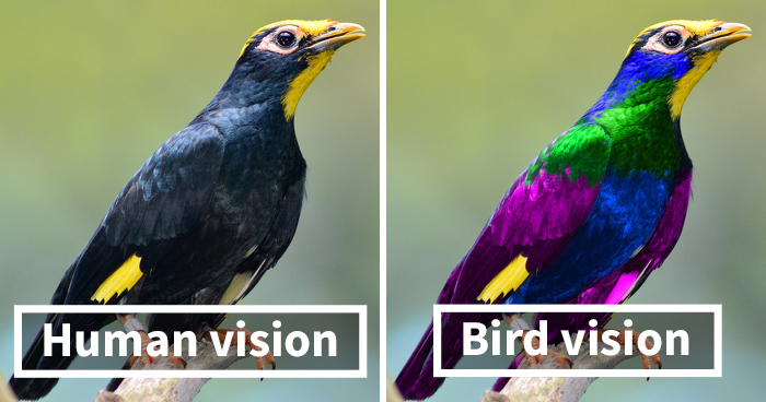 This Is How Birds See The World As Compared To Humans And It’s Pretty Amazing