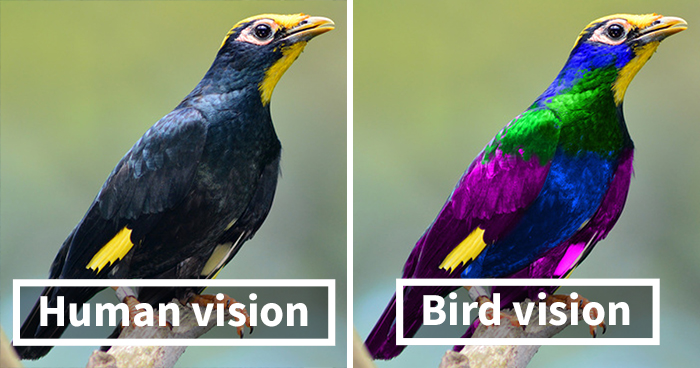 How Do Birds See? Human And Bird Vision Comparison