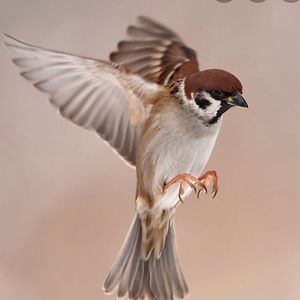 Sparrow Flying Free