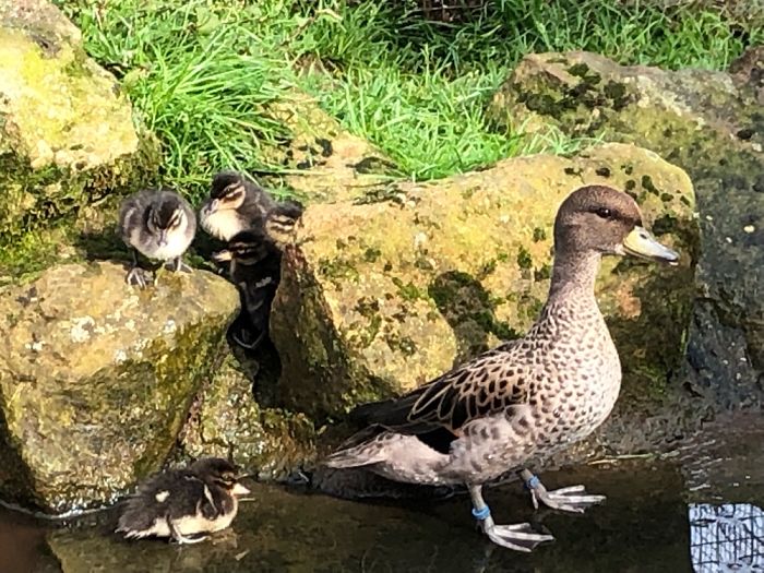 Mom & Ducklings