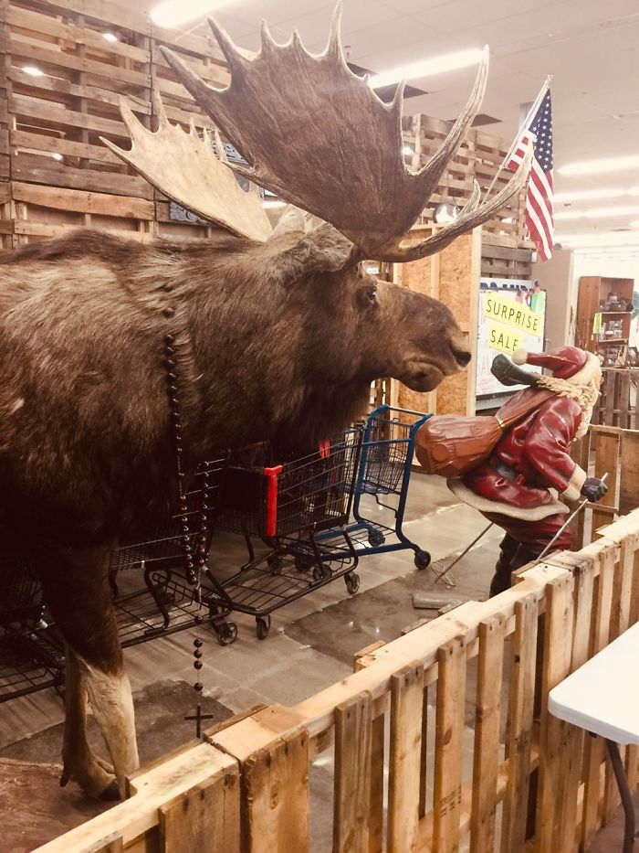 Ever Seen A Catholic Moose Watching Santa Ski?