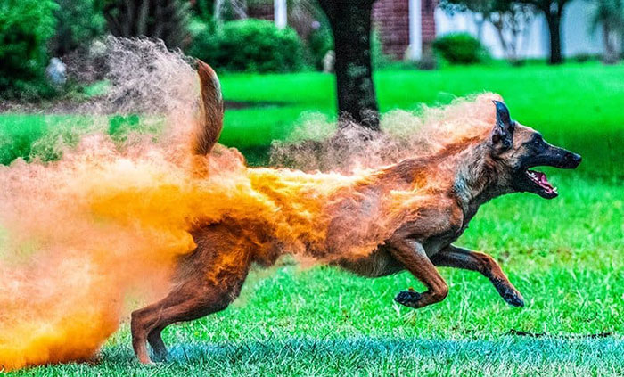 The Dog Is Covered With Holi Powder, Looks Like He's On Fire
