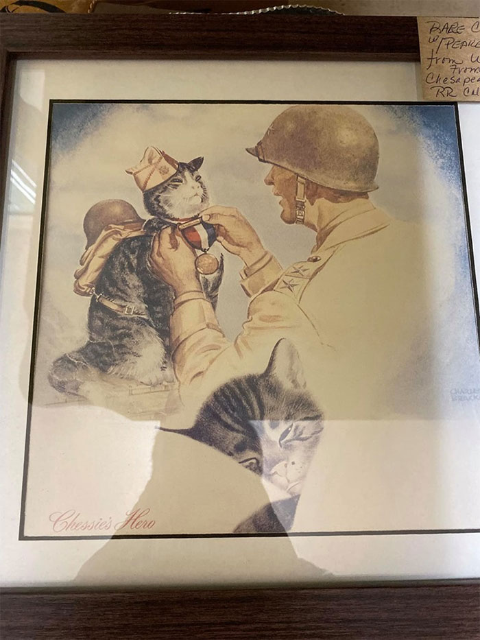 I Have So Many Questions. Like Who Is This Brave Kitty? And What Did He Do To Earn His Metal? And How Did They Get Him To Wear That Uniform? Does He Put His Little Helmet On Himself?