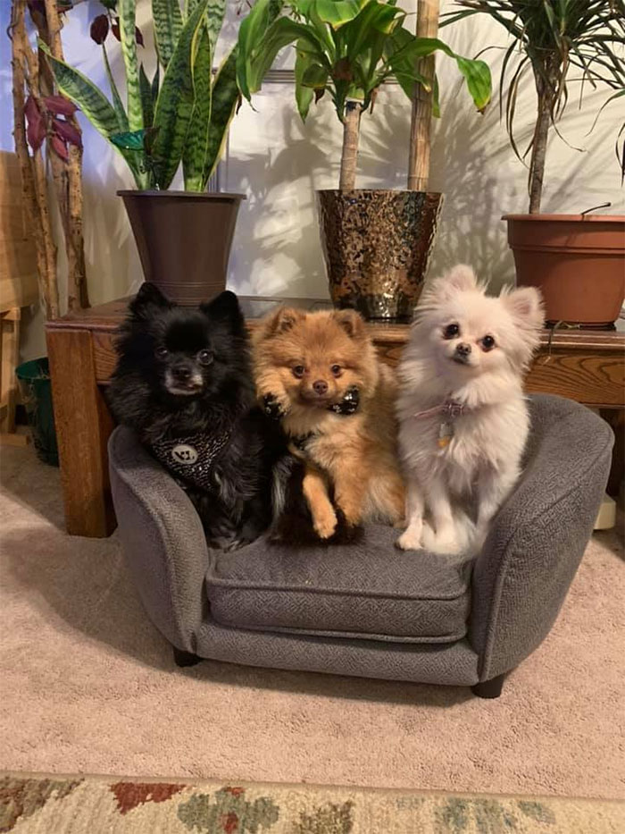 The Fur Babes Got A Tiny Couch. $30.. What A Steal