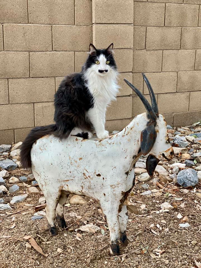 Just My Cat With A Mustache Riding My Goat That I Found At A Thrift Store
