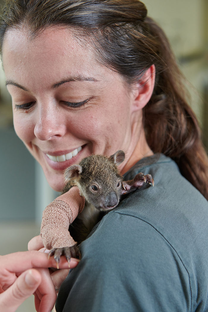 Orphaned 150-Day-Old Baby Koala Gets Tiny Arm Cast After Falling From A Tree