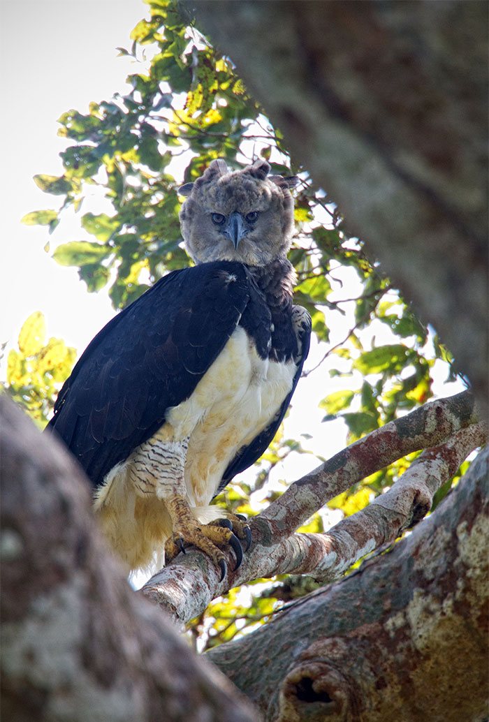 Meet The Harpy Eagle - One Of The Largest Birds In The World