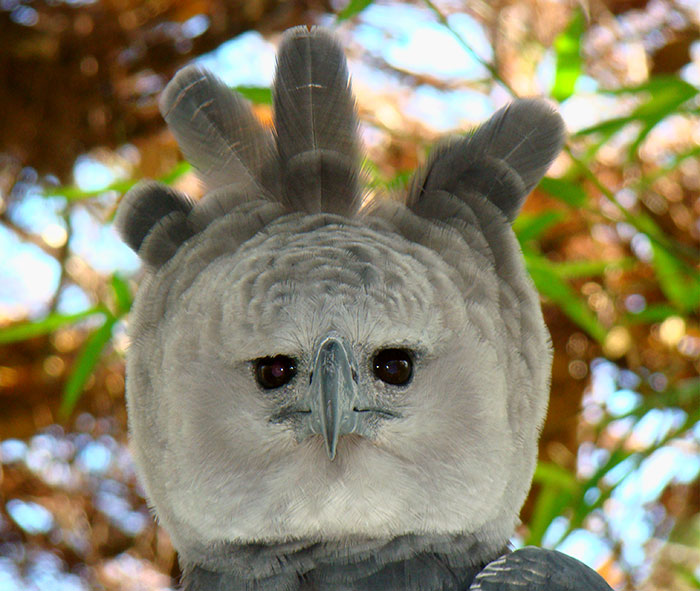 Meet The Harpy Eagle, A Bird So Big, Some People Think It's A Person In A Costume