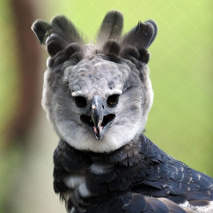 El águila harpía es un ave tan grande que hay quien cree que es una persona disfrazada