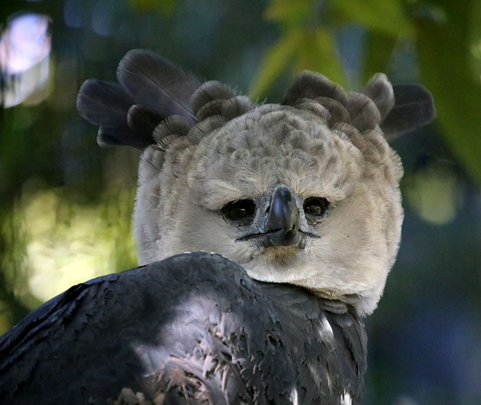 El águila harpía es un ave tan grande que hay quien cree que es una persona disfrazada