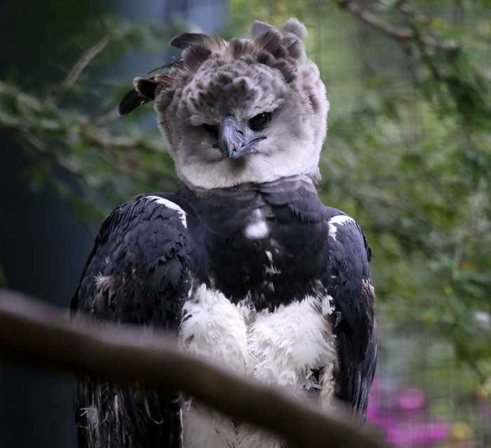 Meet The Harpy Eagle, A Bird So Big, Some People Think It's A Person In A Costume