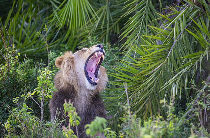 Lion Lets Out A Huge Roar Giving This Photographer A 'Shock Of His Life', Then Winks And Smiles At Him