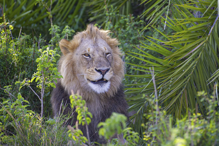 Lion Lets Out A Huge Roar Giving This Photographer A ‘Shock Of His Life’, Then Winks And Smiles At Him