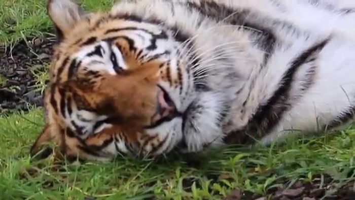 Tigers Are Unable To Purr, So In Order To Show Affection, They Close Their Eyes And "Chuff" Because Closing Their Eyes Means They Leave Themselves Vulnerable