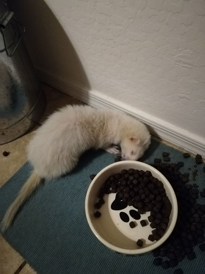 Albino Ferret Treats Someone Else’s House Like A B&B, Homeowner Asks The Internet To Help Find Its Owner