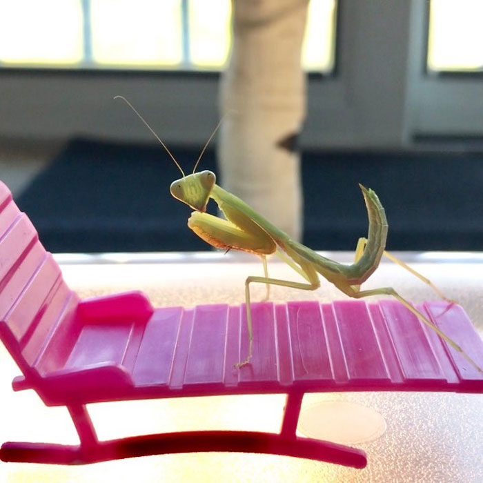 This Sophisticated Pet Mantis Has An Instagram Account And Her Followers Love Watching Her Testing Out Miniature Furniture