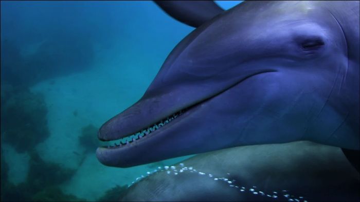 Dolphins Will Intentionally Play With Puffer Fish And Get Poked By The Spikes. The Poison In The Spikes Gets Them High