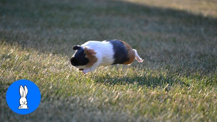 Guinea Pigs Hop Up And Down When Excited And Apparently It's Called "Popcorning"