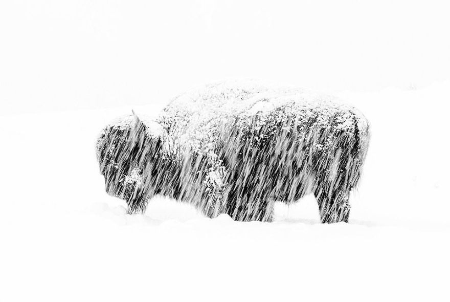 "Snow Exposure" By Max Waugh, USA, Black And White, Winner 2019