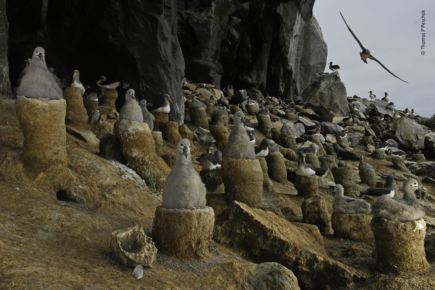 "The Albatross Cave" By Thomas P Peschak, Germany/South Africa, Animals In Their Environment, Highly Commended 2019