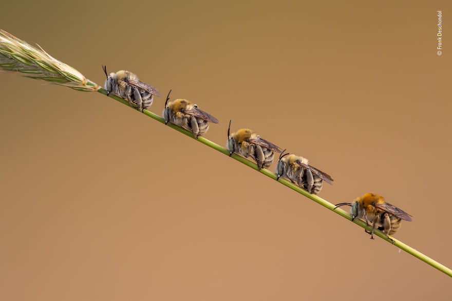 "Bee Line" By Frank Deschandol, France, Behaviour: Invertebrates, Highly Commended 2019